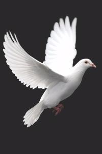 Pigeon Notebook