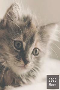 2020 PLANNER Kitten