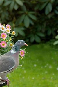 Dove Notebook