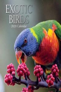 EXOTIC BIRDS 2020