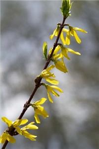 Forsythia in Springtime Journal