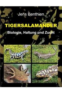 Tigersalamander