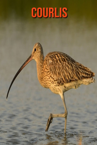 Courlis