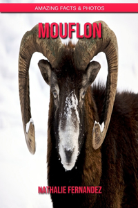 Mouflon