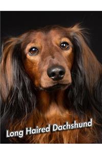 Long Haired Dachshund
