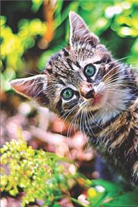 Kitten Lovers Journal