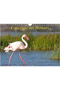 Camargue Des Flamants 2017