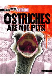 Ostriches Are Not Pets!