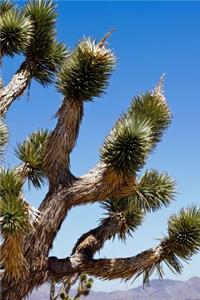 An Exquisite Joshua Tree in the Desert Close Up USA National Park Journal