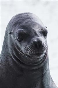 Cute Seal Portrait Sea Mammal Animal Journal