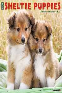 Sheltie Puppies 2026 12 X 12 Wall Calendar
