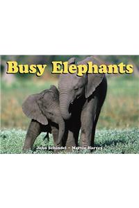 Busy Elephants