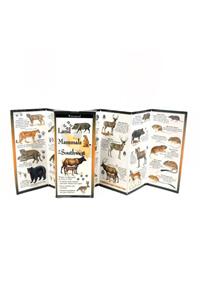 Land Mammals of the Southwest