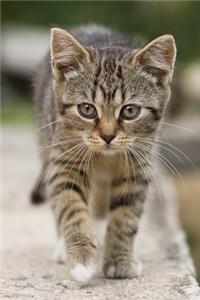 Brown Tabby Kitten Journal