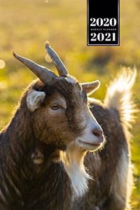 Goat Farmer Farming Herder Goatherd Week Planner Weekly Organizer Calendar 2020 / 2021 - Sunset on a Meadow