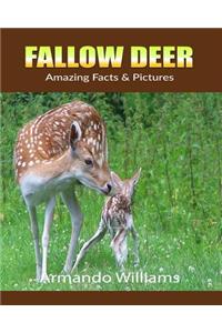 Fallow Deer