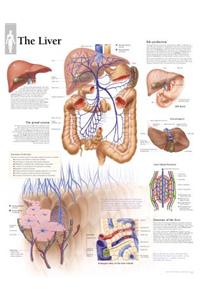 Liver Laminated Poster