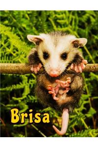 Brisa
