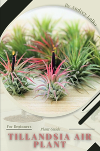 Tillandsia Air Plant