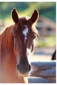 Kid's Equine Photography Book