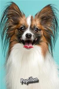 Papillon