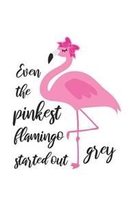 Even the Pinkest Flamingo Started Out Grey