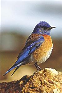 Western Bluebird Journal: Journal Notebook with blank lined pages for Bluebird Lovers