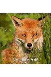 Wildlife 2017 2017: A Collection of Wildlife Photography (Calvendo Animals)