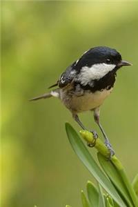 Adorable Little Coat Tit Bird in the Garden Journal