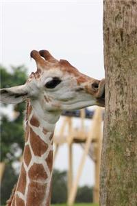 Confused Giraffe Kissing a Tree Because Why not? Journal