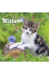 Kittens, I Love 2019 Square Foil