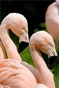 Two Lovely Flamingo Birds Journal