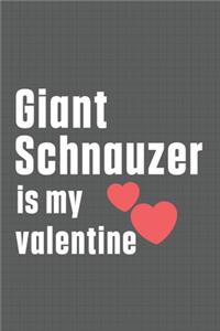 Giant Schnauzer is my valentine