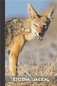 Etosha Jackal