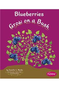 Blueberries Grow on a Bush