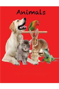 Animals: Animals for Kids, Animal Book, Spanish, Alphabet Book, Colors