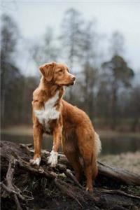 Nova Scotia Duck Tolling Retriever
