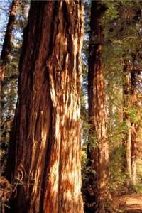 View of Bark on Redwood Trees in Balboa Park San Diego California USA Journal