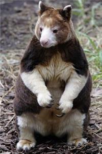 Matschies Tree Kangaroo Dendrolagus matschiei New Guinea Journal