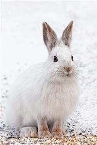 A White Snowshoe Hare Under a Spruce Tree Journal