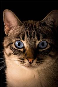 Blue Eyed Cat Journal