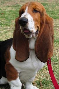 Cute Basset Hound Dog Resting in the Grass Journal