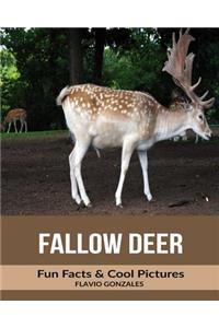 Fallow Deer: Fun Facts & Cool Pictures