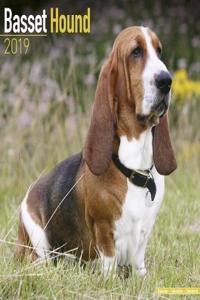 Basset Hound Calendar 2019