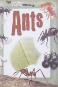 Ants