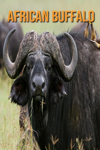 African buffalo