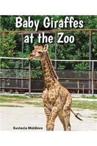 Baby Giraffes at the Zoo