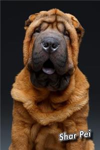 Shar Pei