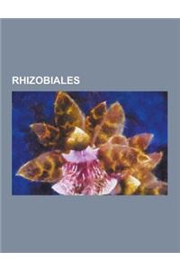 Rhizobiales: Agrobacterium, Agrobacterium Rhizogenes, Agrobacterium Tumefaciens, Aminobacter, Aminobacter Aminovorans, Aurantimonad