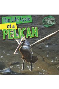 The Life Cycle of a Pelican